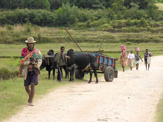 0128_Ambositra_A la rencontre des villages Zafimaniry_peuple de sculpteurs sur bois