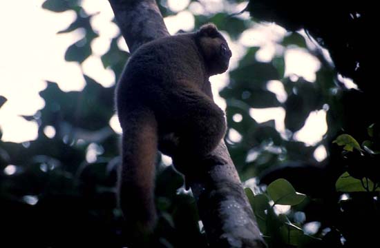 0188_Dans la Forêt de Ranomafana_Hapalémur doré_découvert en 1985