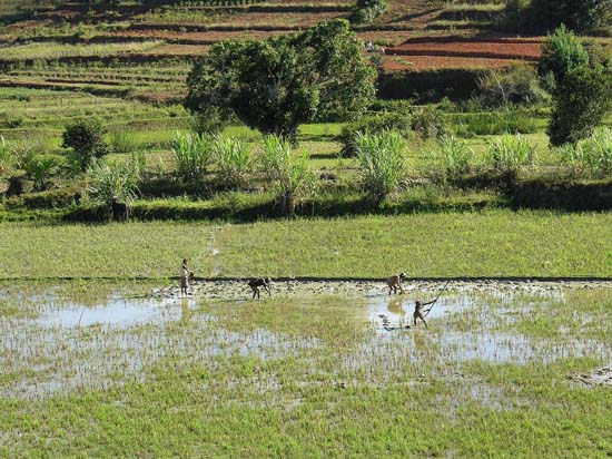 0225 _Retour vers Fianarantsoa par la piste