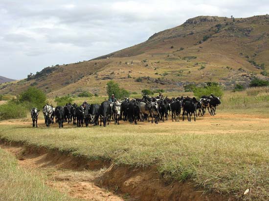 0424_Sur la route vers l'Isalo_encore 4 jours de marche pour rejoindre le marché d'Ambalavao