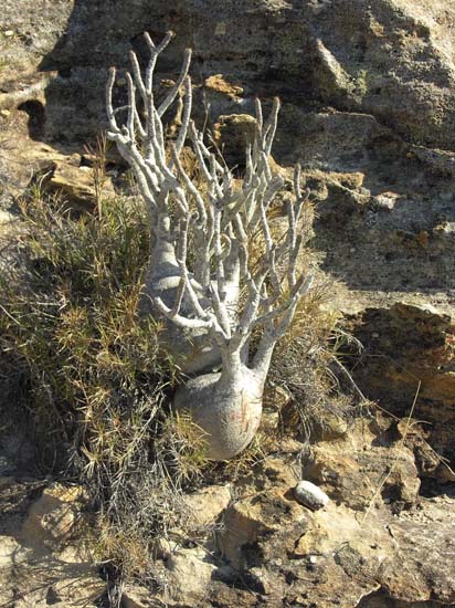 0508_L'Isalo_Rando à la Piscine naturelle_Pachypodium rosulatum