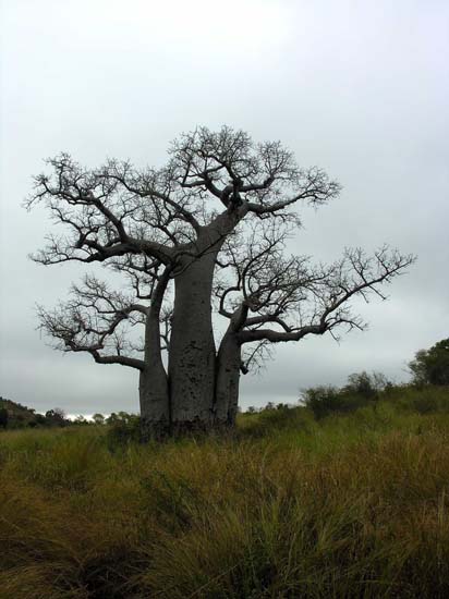 0562_Route vers Tuléar_autre espèce de baobab