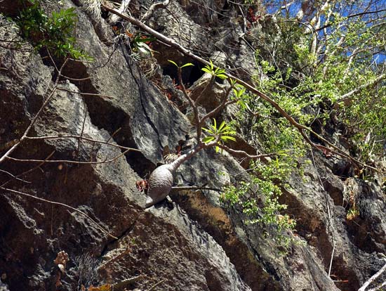 0569_Les Gorges de la Manambolo_pachypodium