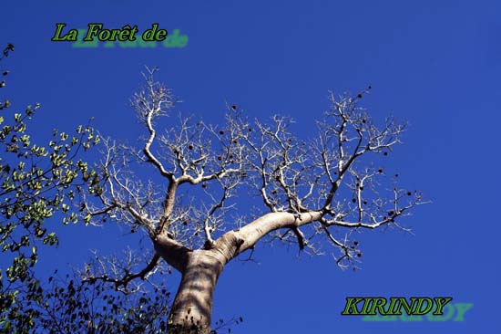 0751_La Forêt de Kirindy