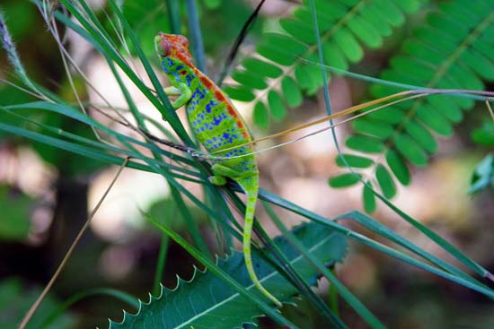 0779_La Forêt de Kirindy