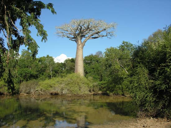 0785_L'Allée des Baobabs