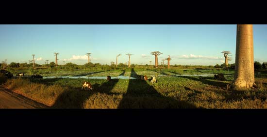 0792_L'Allée des Baobabs