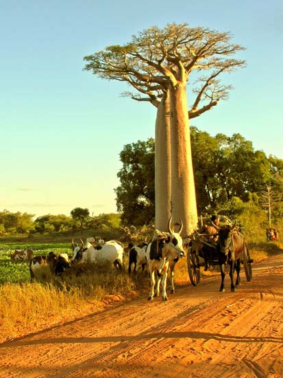 0793_L'Allée des Baobabs