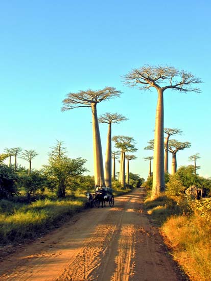 0800_L'Allée des Baobabs