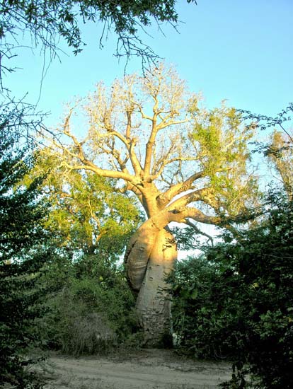 0801_L'Allée des Baobabs_le Baobab amoureux