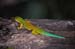 0186_Dans la Forêt de Ranomafana_Gecko