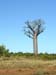 0555_Route vers Tuléar_premiers baobabs