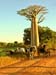 0793_L'Allée des Baobabs