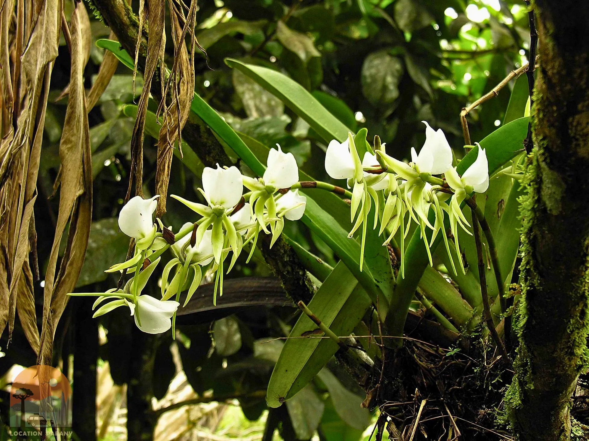 Faune et Flore de Madagascar