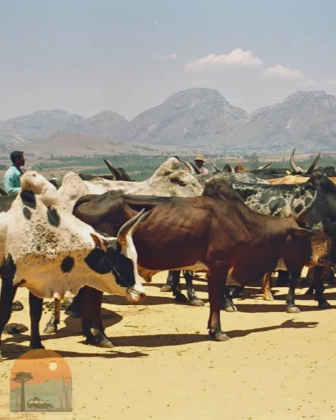 Route du zébu et des grands espaces du Sud 🐂🛣️🌄