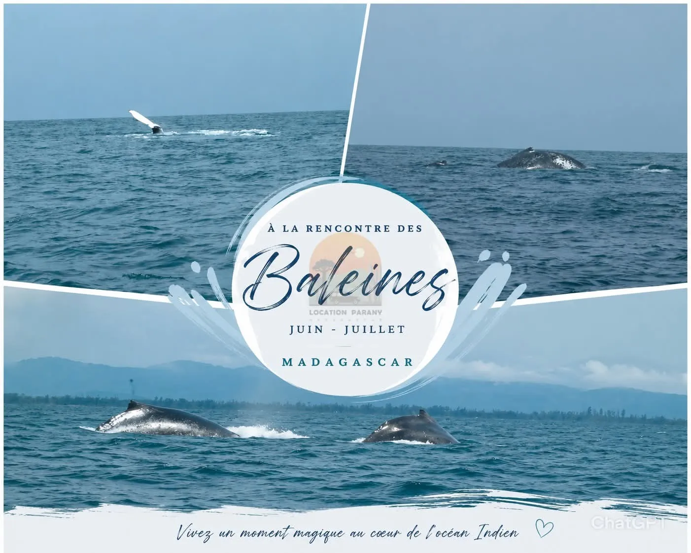 🌊🐋  À la rencontre des baleines